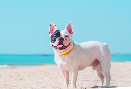 french bulldog stand on the sand beachの写真素材
