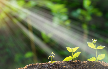 The seedling are growing from the rich soil to the morning sunlight that is shining, ecology concept.の写真素材