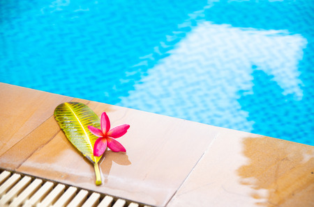 side of swiming pool leaf and flowerの写真素材