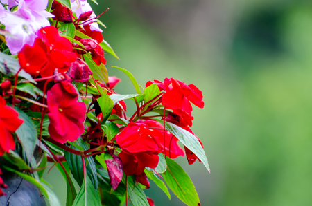 red flower on green nature backgroundの写真素材
