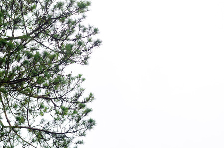 Pine tree isolated on white background