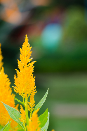 Celosia Plumed Celosia Wool Flowerの写真素材
