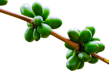 fresh coffee cherry on coffee treeの写真素材