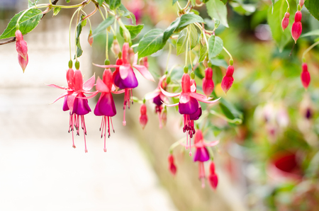 image of a Beautiful pink Fuchsia magellanica flowers on green tree background ,Hummingbird Fuchsiaの写真素材