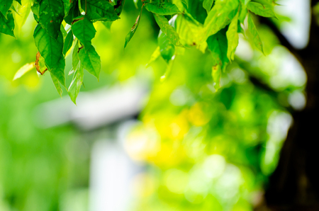 Closeup nature view of green leaf on blurred greenery background in garden with copy space using as background natural green plants landscape, ecology, fresh wallpaper concept.の写真素材