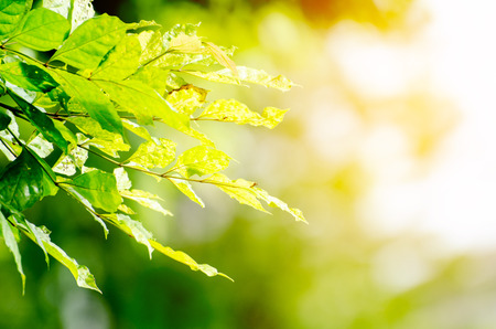 Closeup nature view of green leaf on blurred greenery background in garden with copy space using as background natural green plants landscape, ecology, fresh wallpaper concept.の写真素材