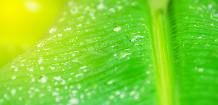 water drop on  green leafの写真素材