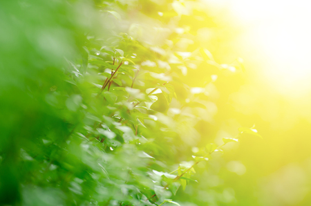 Green leaf texture. Leaf texture backgroundの写真素材