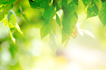 Closeup nature view of green leaf on blurred greenery background in garden with copy space using as background natural green plants landscape, ecology, fresh wallpaper concept.の写真素材