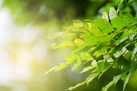 Closeup nature view of green leaf on blurred greenery background in garden with copy space using as background natural green plants landscape, ecology, fresh wallpaper concept.の写真素材