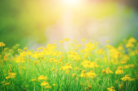 Autumn grass and wildflower background.の写真素材