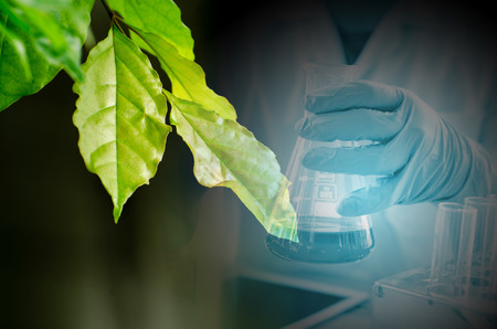 Green leaf texture. Leaf texture background ,droping and test tube ,cosmetic ,science conceptの写真素材