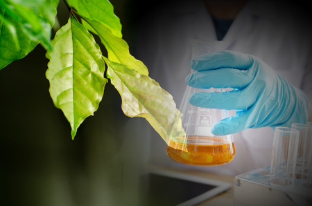 Green leaf texture. Leaf texture background ,droping and test tube ,cosmetic ,science conceptの写真素材