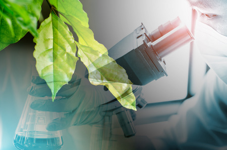 Green leaf texture. Leaf texture background ,droping and test tube ,cosmetic ,science conceptの写真素材