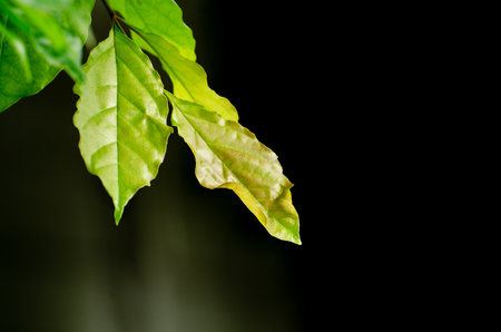 Green leaf texture. Leaf texture backgroundの写真素材