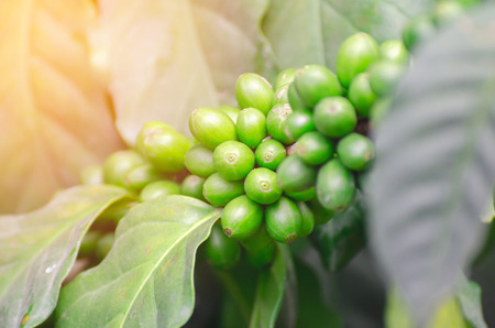 fresh coffee cherry on coffee treeの写真素材