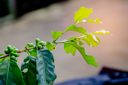 fresh coffee cherry on coffee treeの写真素材