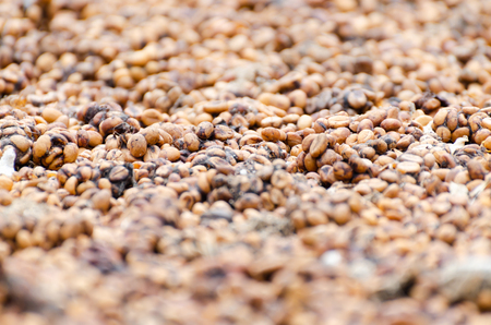 Coffee beans dried in the sun before roastの写真素材