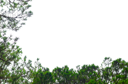 Pine tree isolated on white backgroundの写真素材