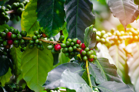 fresh coffee cherry on coffee treeの写真素材