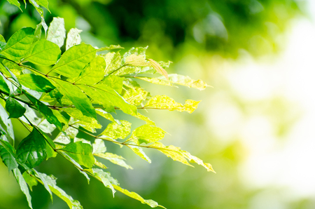 Closeup nature view of green leaf on blurred greenery background in garden with copy space using as background natural green plants landscape, ecology, fresh wallpaper concept.の写真素材