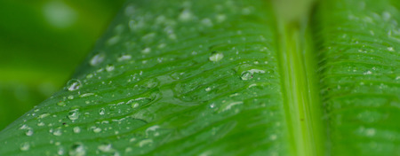 Closeup nature view of green leaf on blurred greenery background in garden with copy space using as background natural green plants landscape, ecology, fresh wallpaper concept.の写真素材