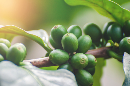 fresh coffee cherry on coffee treeの写真素材