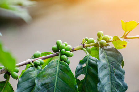 fresh coffee cherry on coffee treeの写真素材