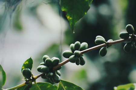 fresh coffee cherry on coffee treeの写真素材
