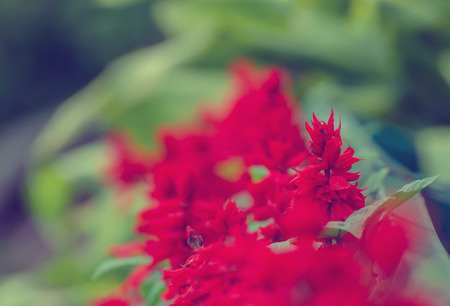 Beautiful Vintage flower background - vintage filter effectの写真素材