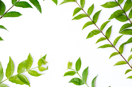 Green leaf texture. Leaf texture background top viewの写真素材