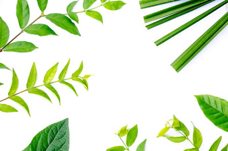 Green leaf texture. Leaf texture background top viewの写真素材