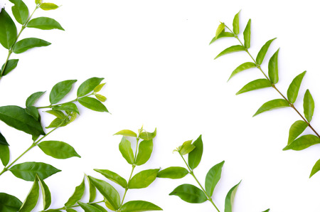 Green leaf texture. Leaf texture background top viewの写真素材