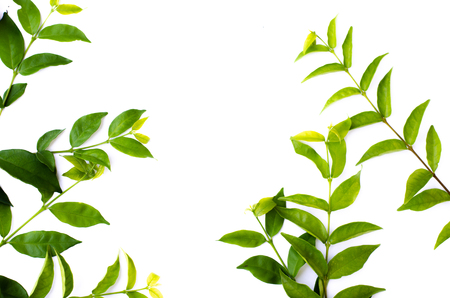 Green leaf texture. Leaf texture background top viewの写真素材