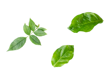 Green leaf texture. Leaf texture background top viewの写真素材