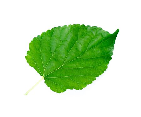 green leaves on white backgroundの写真素材