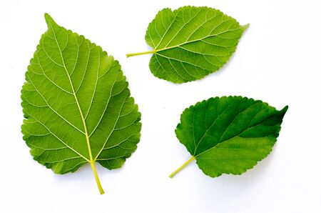 green leaves on white backgroundの写真素材