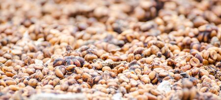 Coffee beans dried in the sun before roastの写真素材