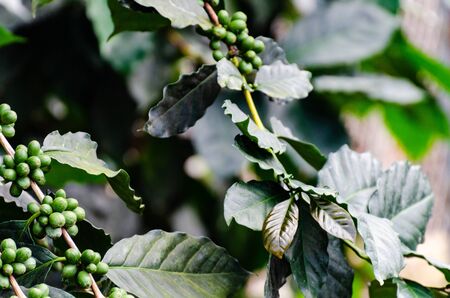 fresh coffee cherry on coffee treeの写真素材