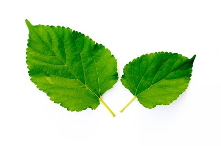 Green leaves  isolated on a white backgroundの写真素材