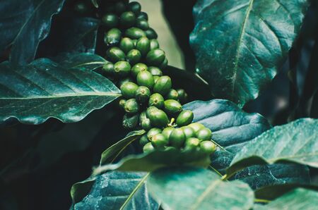 fresh coffee cherry on coffee treeの写真素材