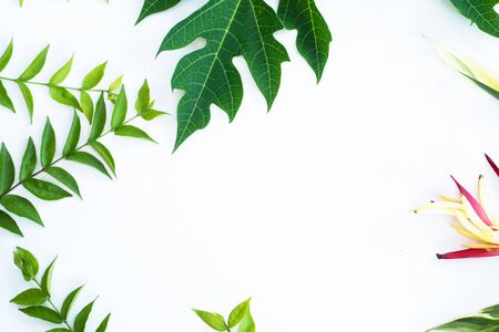 Green leaf texture. Leaf texture background top viewの写真素材