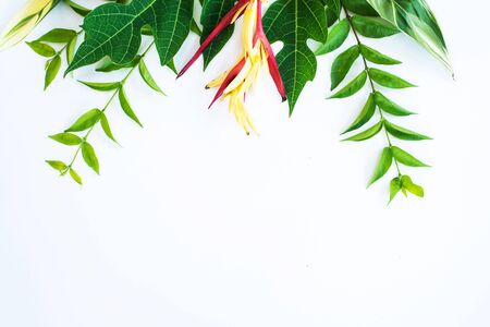 Tropical leaves foliage plant jungle bush floral arrangement natureの写真素材