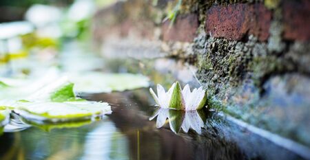 lotus lilly flower blossom on waterの写真素材