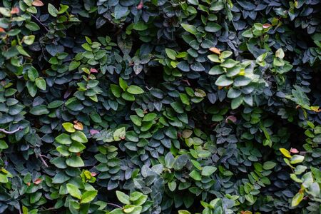 Green leaf texture. Leaf texture backgroundの写真素材