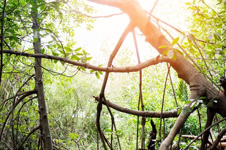 giant Tree green fresh nature in park landscape backgroundの写真素材