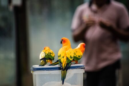 Beautiful parrot, Sun Conure on food boxの写真素材