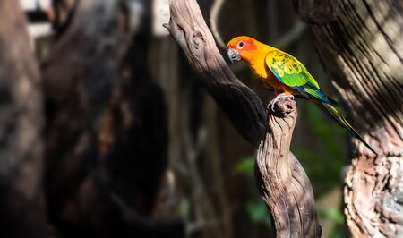 Beautiful parrot, Sun Conure on tree branchの写真素材