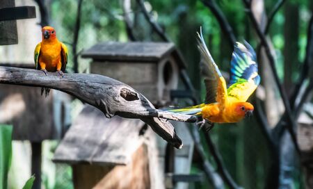 Beautiful parrot, Sun Conure on tree branchの写真素材