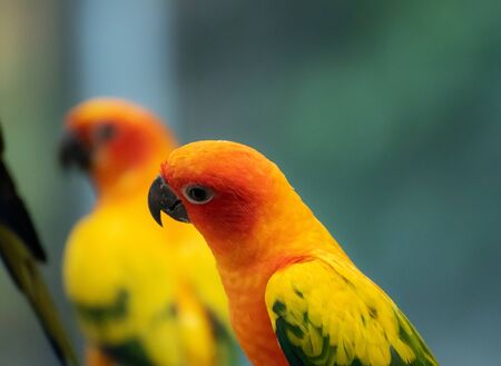 Beautiful parrot, Sun Conure on tree branchの写真素材
